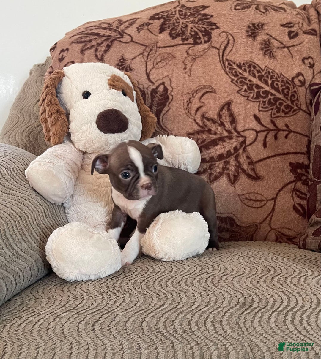 Boston Terrier dogs for sale: Tootie - Image 3