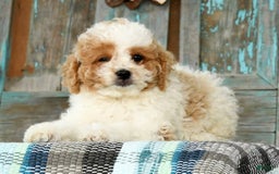 Cavapoo dogs for sale: Merf - Image 5
