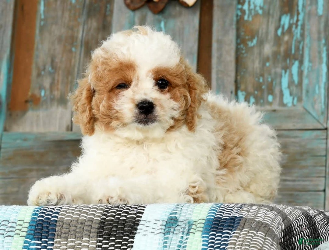 Cavapoo dogs for sale: Merf - Image 5