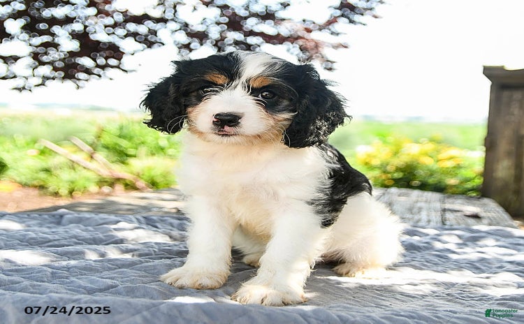 Cavapoo dogs for sale - Ad 2