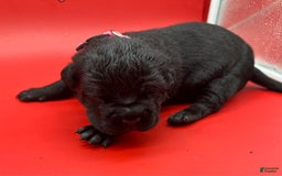 Cane Corso dogs for sale: ICCF Momo - Image 1