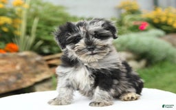 Miniature Schnauzer dogs for sale: Sahara - Image 5