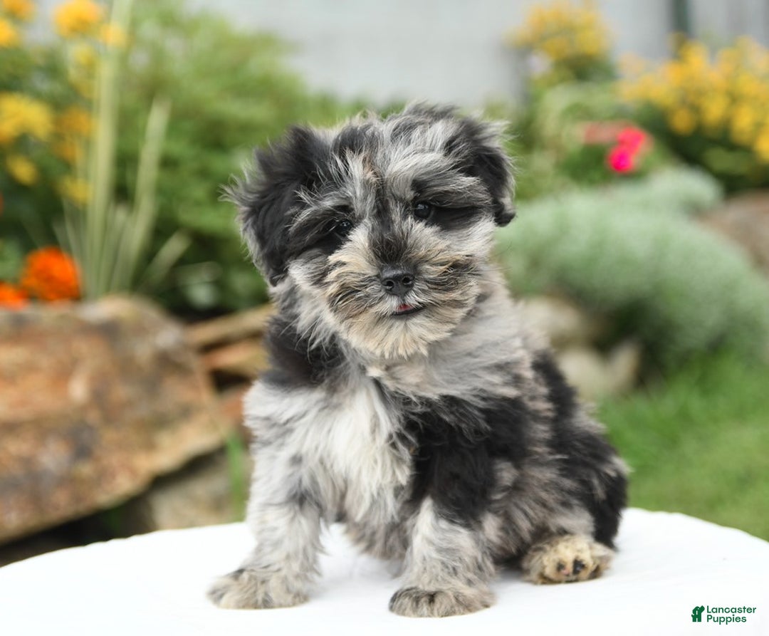 Miniature Schnauzer dogs for sale: Sahara - Image 5