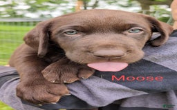 Labrador Retriever dogs for sale: Moose - Image 3