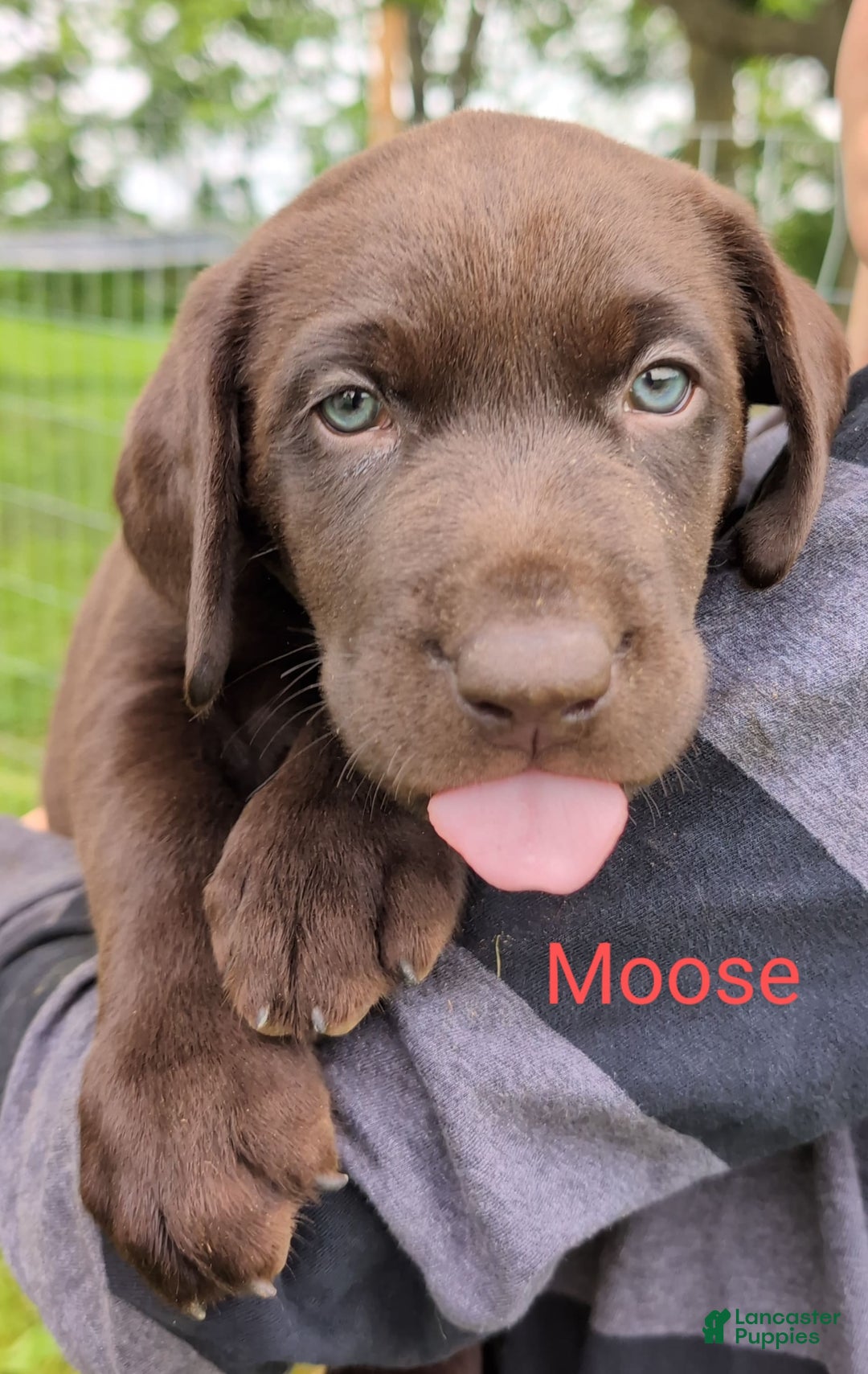 Labrador Retriever dogs for sale: Moose - Image 3