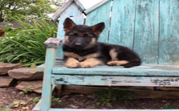 German Shepherd dogs for sale: Bella - Image 12