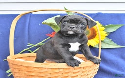 Pug dogs for sale: Champ - Image 1