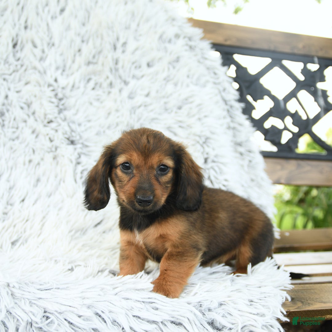 Miniature Dachshund dogs for sale: Brynn - Image 2