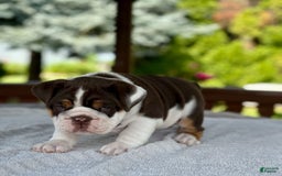 English Bulldog dogs for sale: Gisele - Image 13