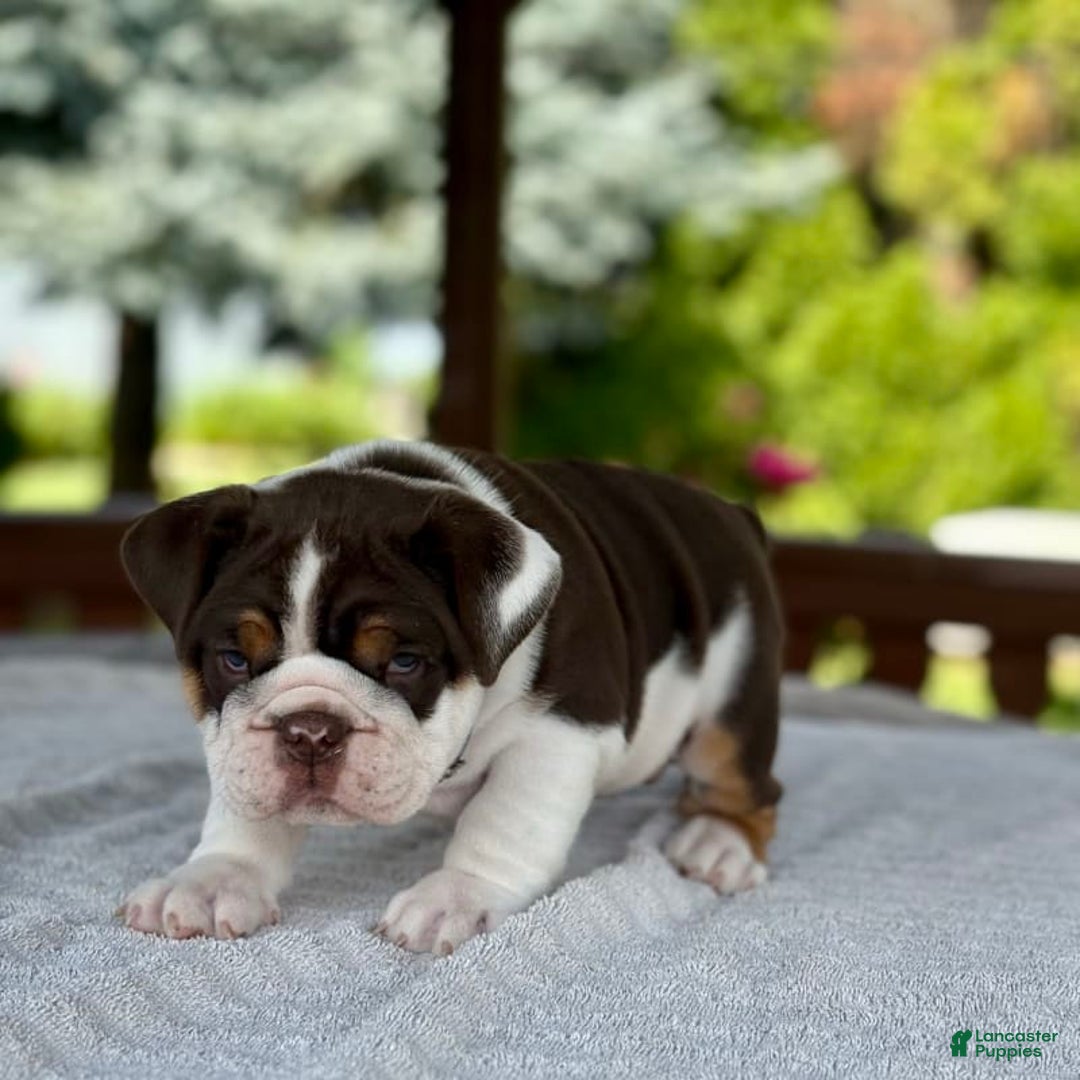 English Bulldog dogs for sale: Gisele - Image 13