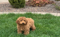 Cockapoo dogs for sale: Terry - Image 4