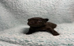 French Bulldog dogs for sale: Chocobelle - Image 15