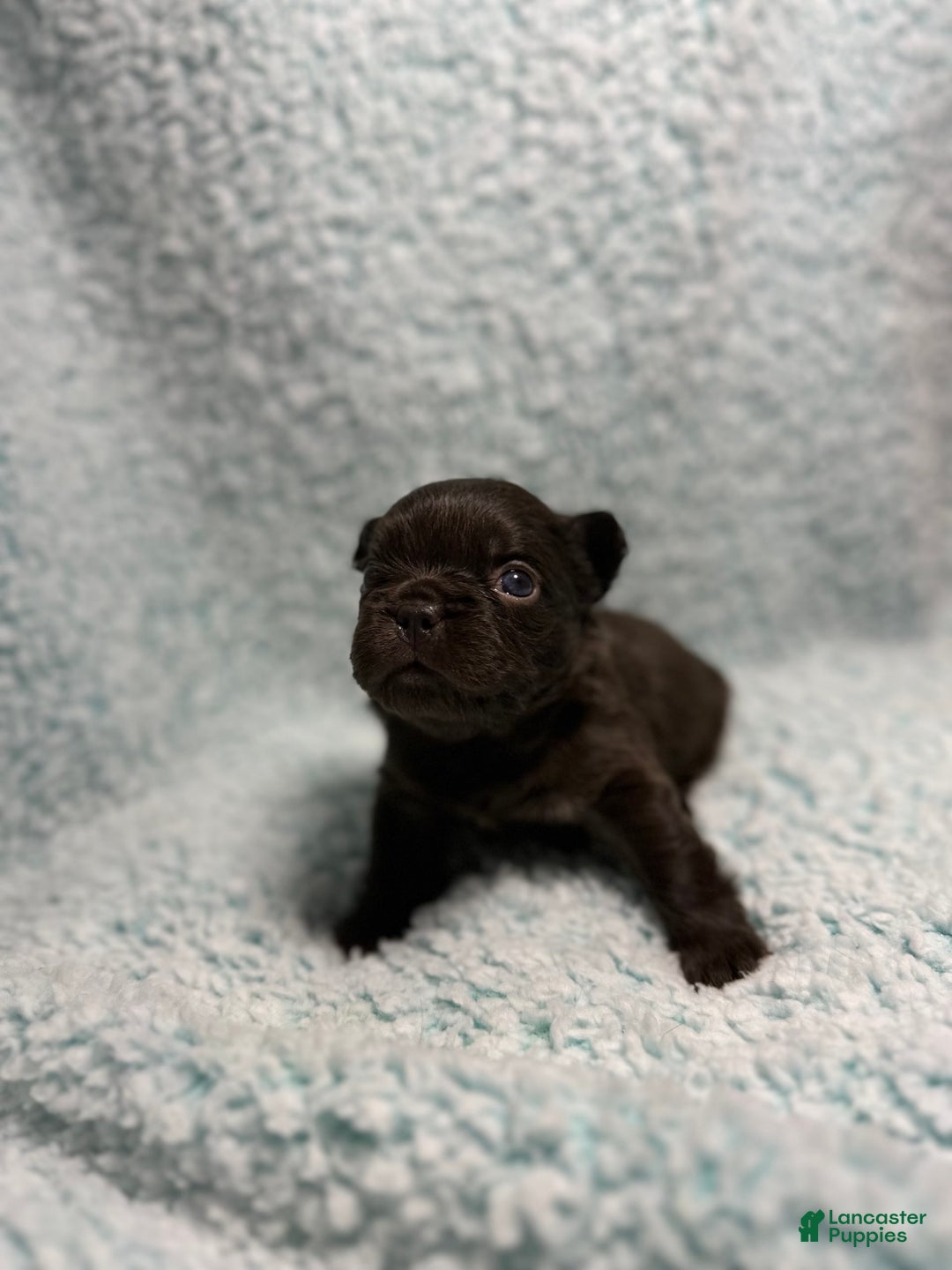 French Bulldog dogs for sale: Chocobelle - Image 15