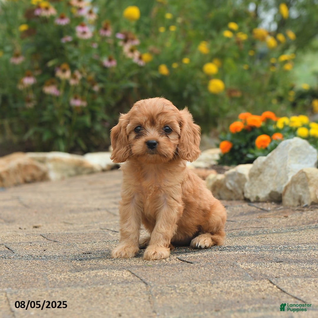 Cavapoo dogs for sale: Aspen - Image 4