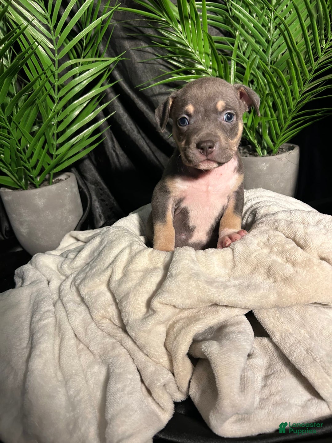 American Bully dogs for sale: Rosey - Image 9