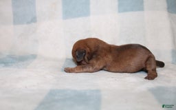 Miniature Dachshund dogs for sale: Miah Mini - Image 2
