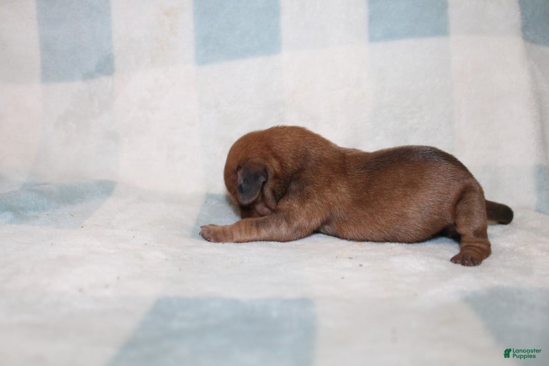 Miniature Dachshund dogs for sale: Miah Mini - Image 2