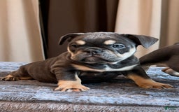 English Bulldog dogs for sale: Dreka - Image 2