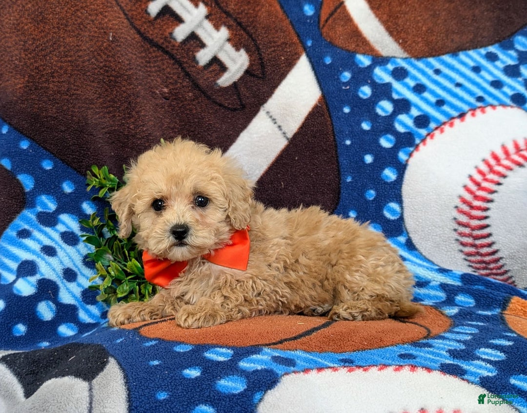 Miniature Poodle dogs for sale: Fabian - Image 5