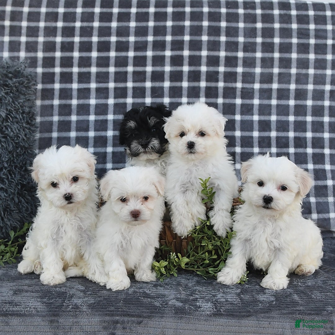 Havanese dogs for sale: Cayden - Image 5