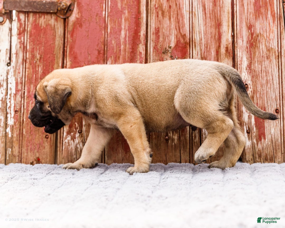 English Mastiff dogs for sale: Horace - Image 24