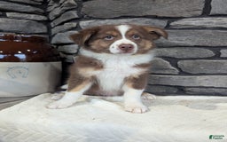 Australian Shepherd dogs for sale: Charlie - Image 1