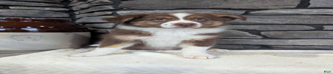 Charlie