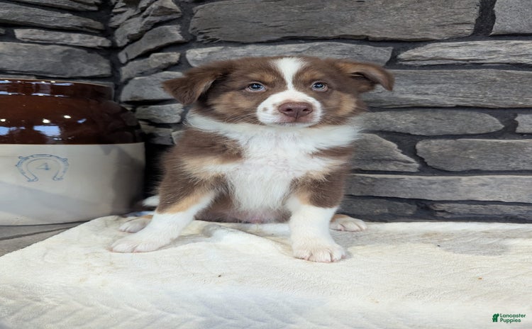 Australian Shepherd dogs for sale - Ad 5