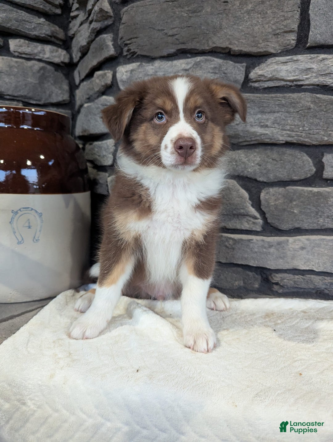 Australian Shepherd dogs for sale: Charlie - Image 1