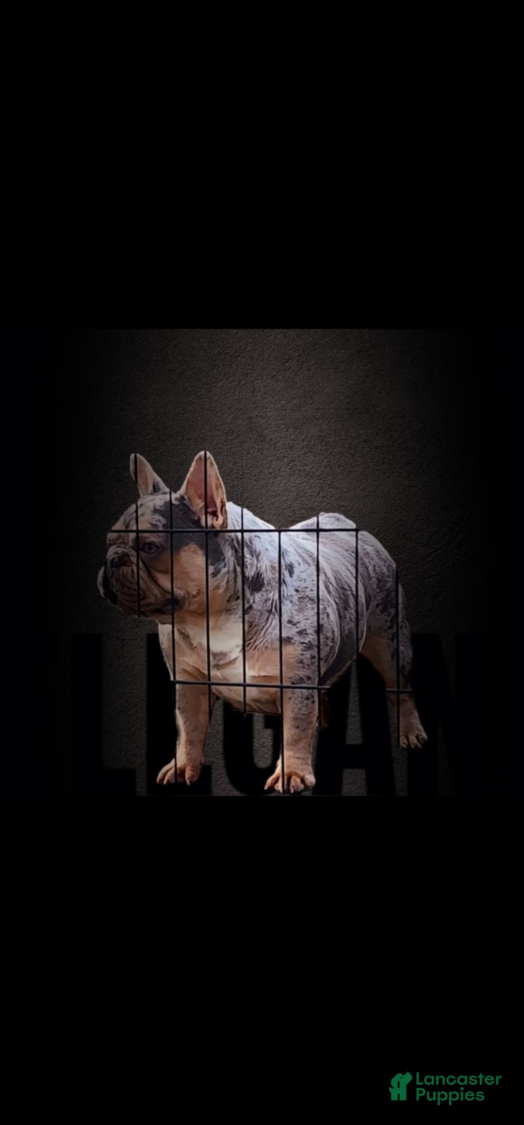 French Bulldog dogs for sale: Raider - Image 47