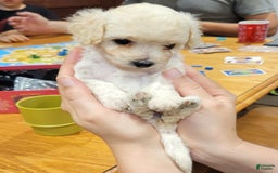 Bichpoo dogs for sale: Tatiana - Image 3