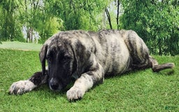 Anatolian Shepherd dogs for sale: Akc Dusty 2025 Male 3 - Image 6