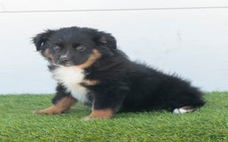 Australian Shepherd dogs for sale: Lassie - Image 6