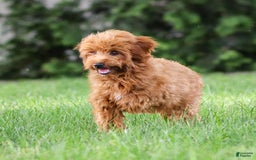 Goldendoodle dogs for sale: April - Image 2