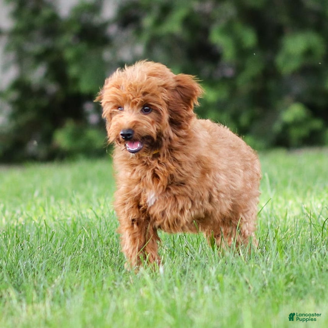 Goldendoodle dogs for sale: April - Image 2