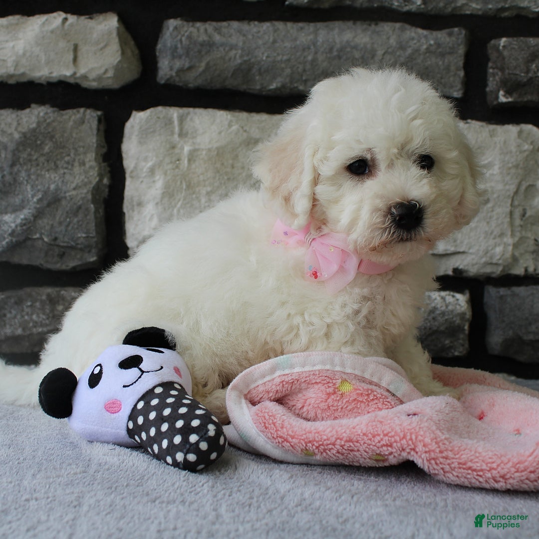 Bichon Frise dogs for sale: Lenny - Image 1