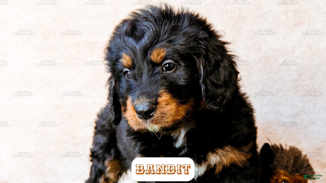Bernedoodle dogs for sale: Bandit - Image 1