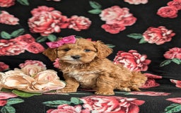 Cockapoo dogs for sale: Elsie - Image 8