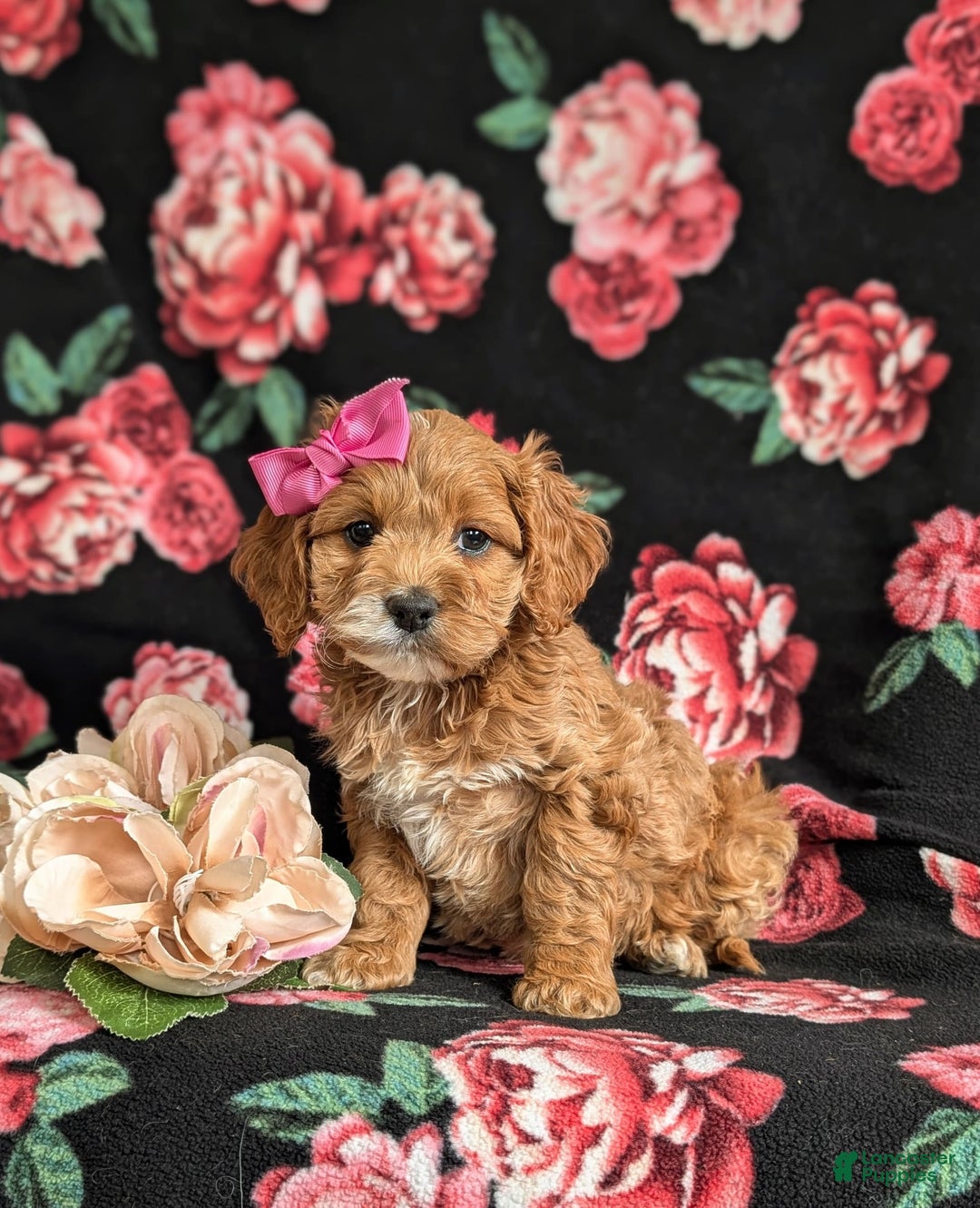 Cockapoo dogs for sale: Elsie - Image 8