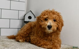Mini Goldendoodle dogs for sale: Lucy - Image 15