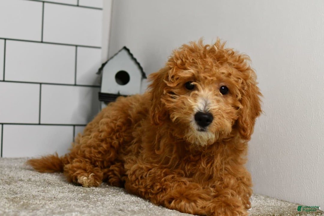 Mini Goldendoodle dogs for sale: Lucy - Image 15