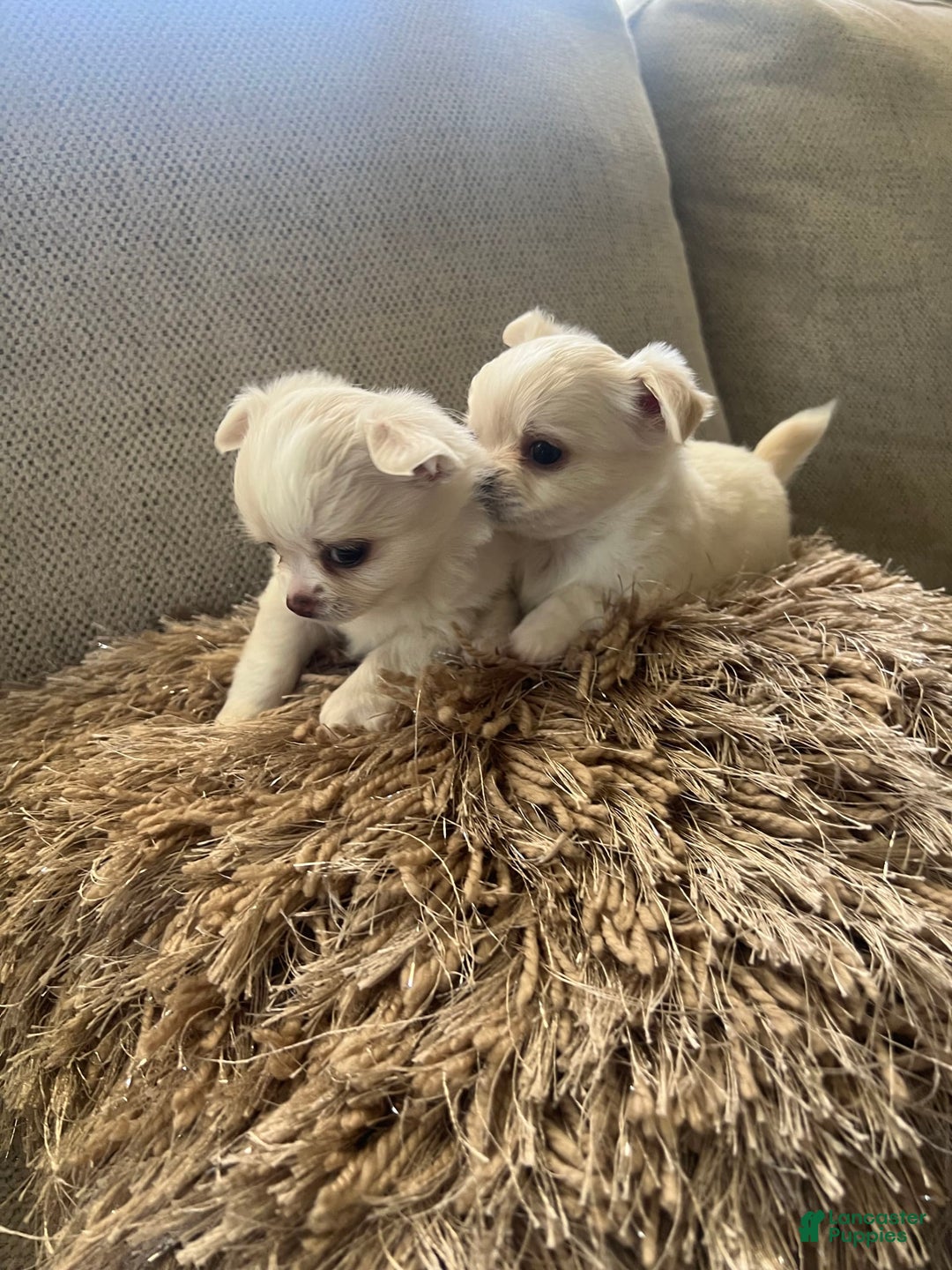 Chihuahua dogs for sale: Duke - Image 3