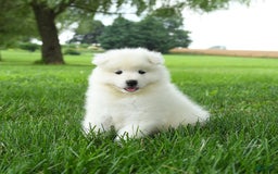 Samoyed dogs for sale: Gabby - Image 2