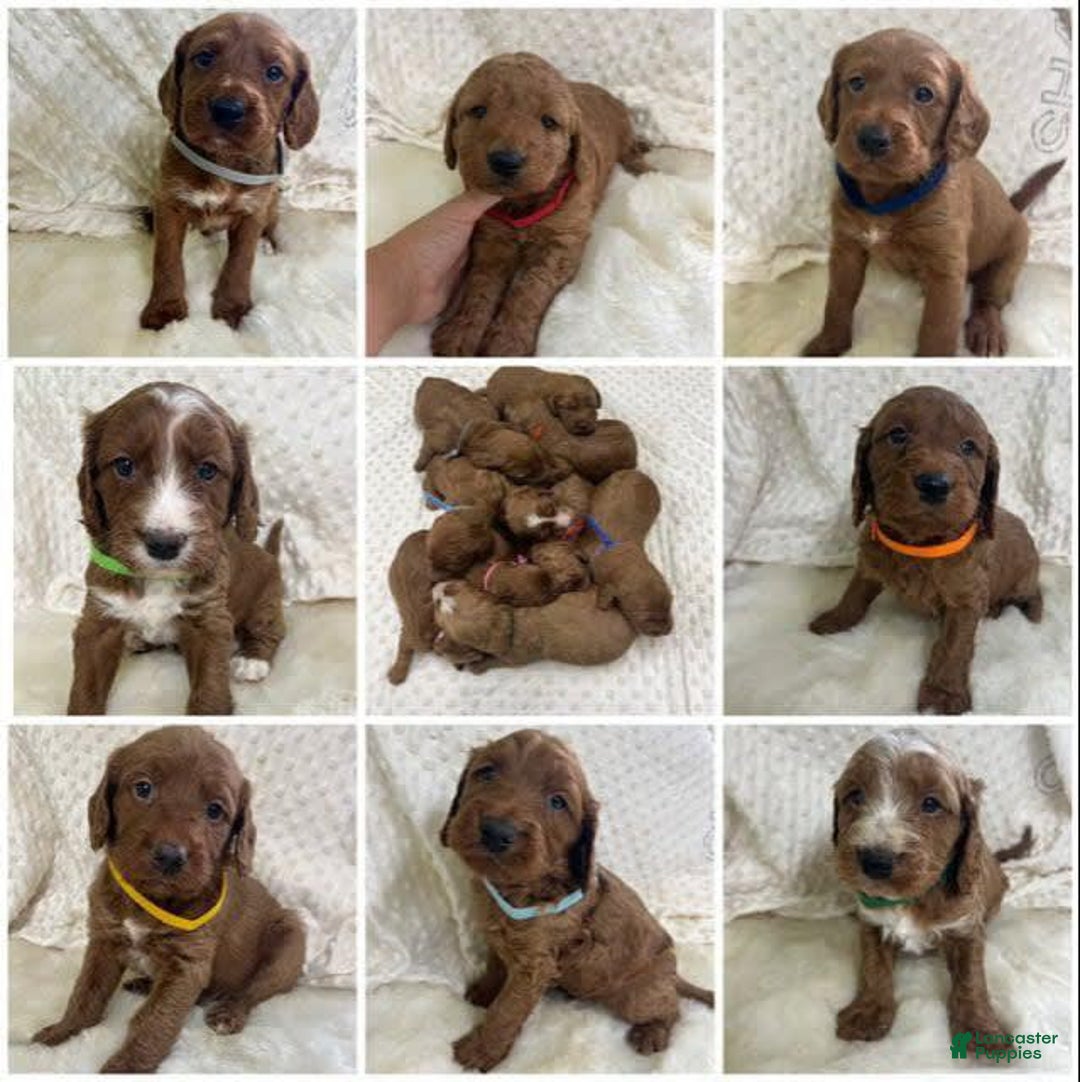 Goldendoodle dogs for sale: Cookie - Image 2