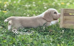 Miniature Dachshund dogs for sale: PRA CLEAR - Image 3