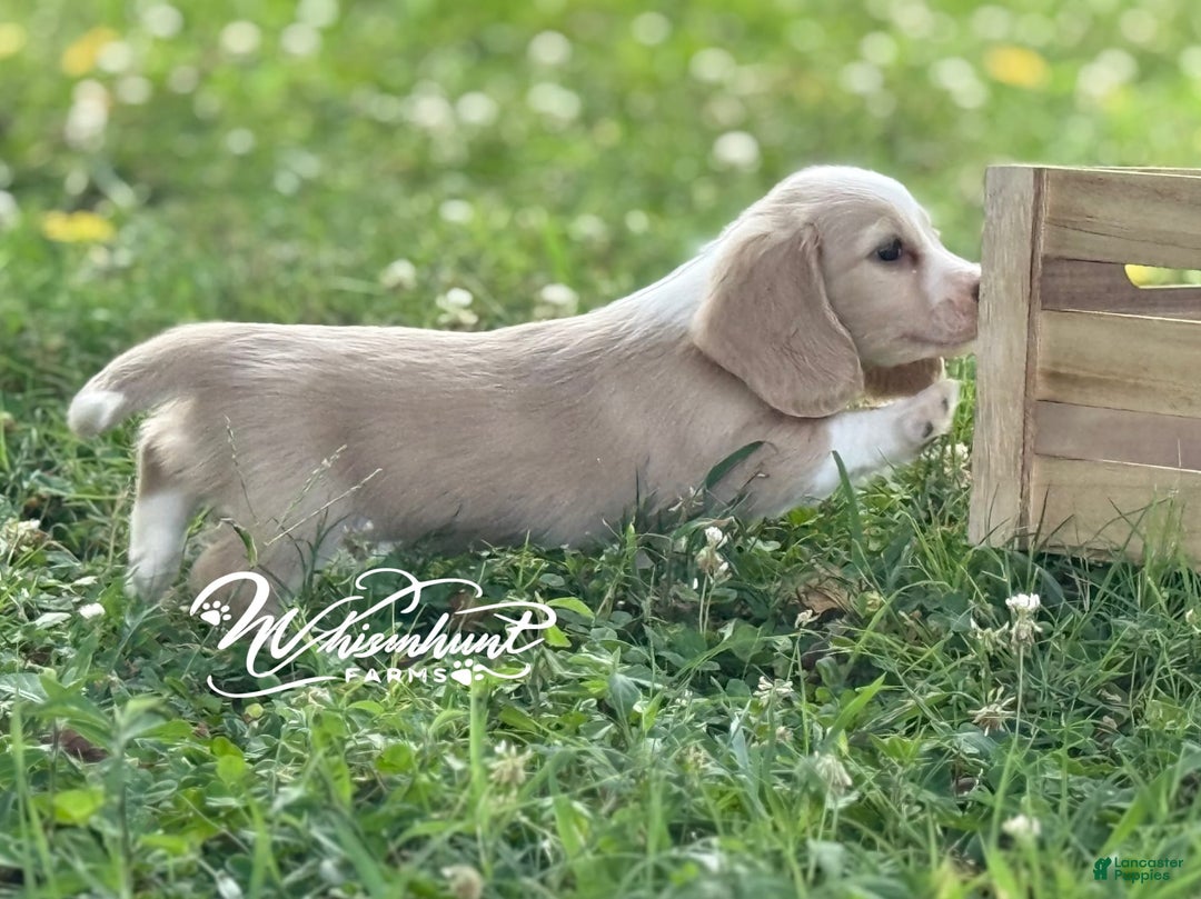 Miniature Dachshund dogs for sale: PRA CLEAR - Image 3