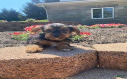 Yorkshire Terrier dogs for sale: Dallas - Image 6