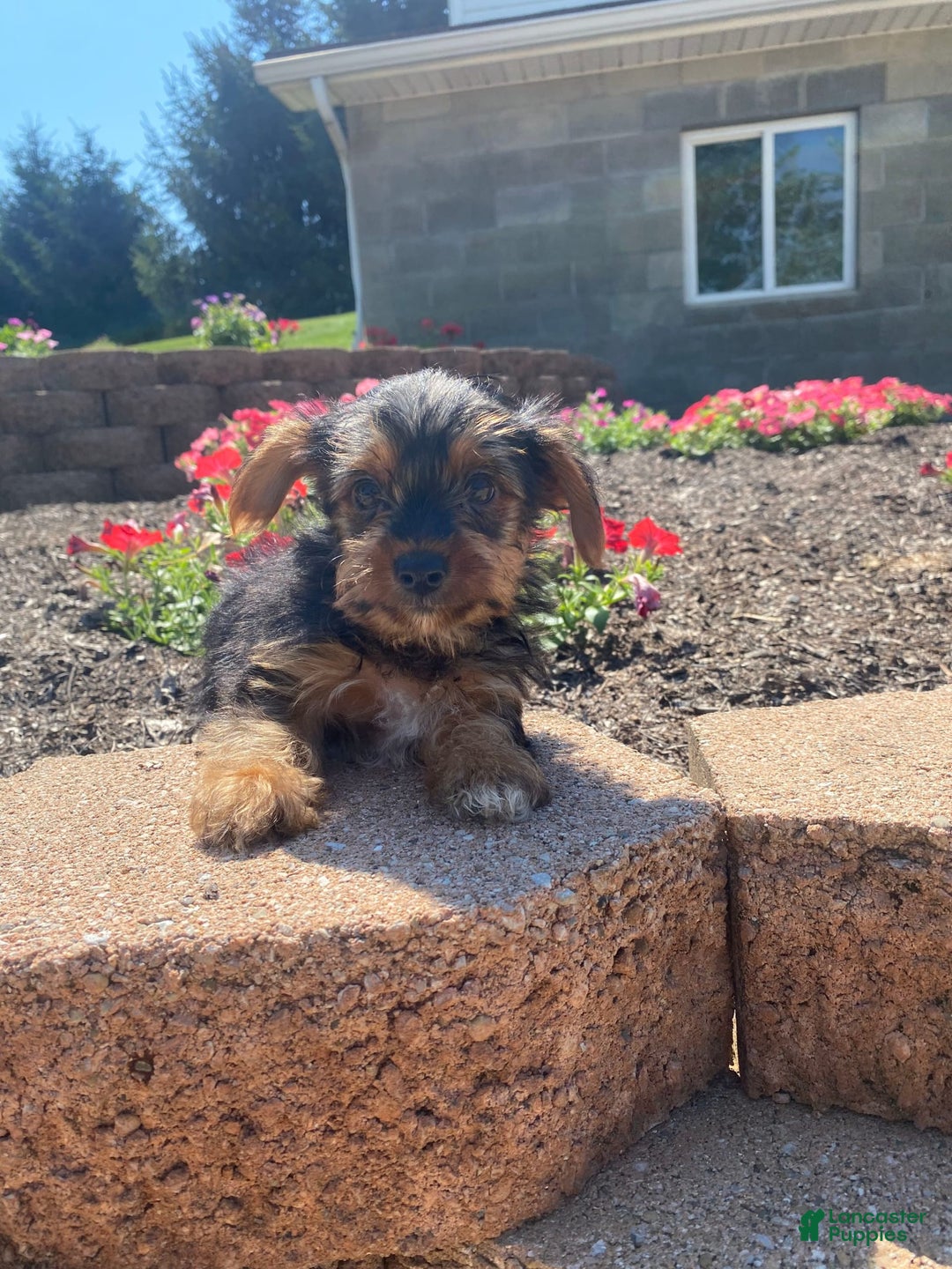 Yorkshire Terrier dogs for sale: Dallas - Image 6