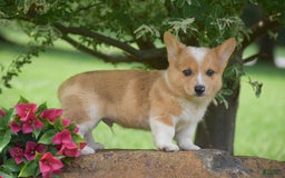 Welsh Corgi Pembroke dogs for sale: Rocky - Image 2