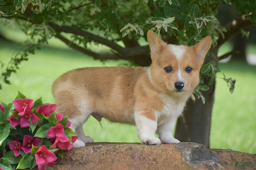 Welsh Corgi Pembroke dogs for sale: Rocky - Image 2